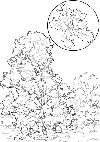 Bur Oak Coloring Page